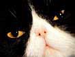WWKat03