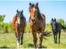 Slingerhed hos plage Heste sygdomme