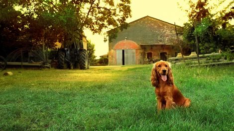 Blodøre Hunde øre- & øjenlidelser
