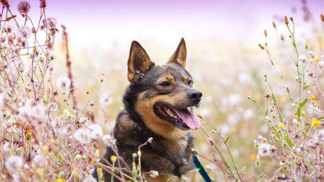 Fransk hjerteorm Hunde sygdomme
