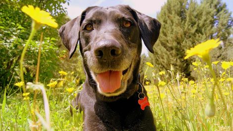 Falsk drægtighed Hunde fødsler