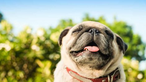 Pelspleje Hunde pleje & fodring