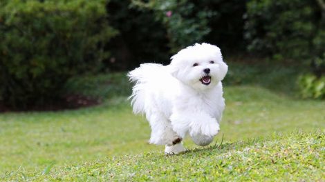 Blærebetændelse Hunde sygdomme