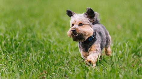 Klolidelser Hunde sygdomme