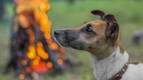Slikkeeksem Hunde hudproblemer
