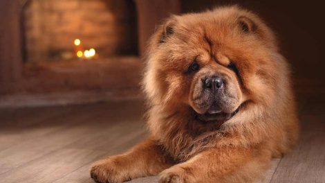 Algeforgiftning Hunde sygdomme