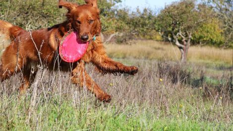 Når hunden er aggressiv Hunde generelt