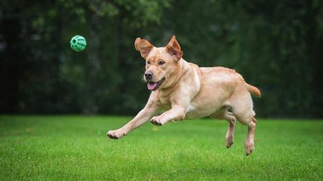 Når hunden er frygtsom over for fremmede Hunde generelt