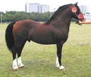 Welsh  pony, Dyrlægevagten
