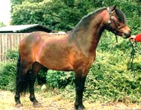 Dartmoor pony, Dyrlægevagten