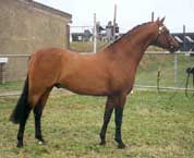 Welsh  pony, Dyrlægevagten