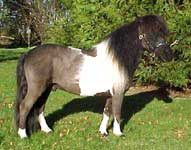 Miniature heste, Dyrl&aelig;gevagten
