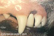 Tandsygdomme, Dyrlægevagten
