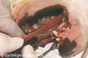 Tandkødsbetændelse., Dyrlægevagten