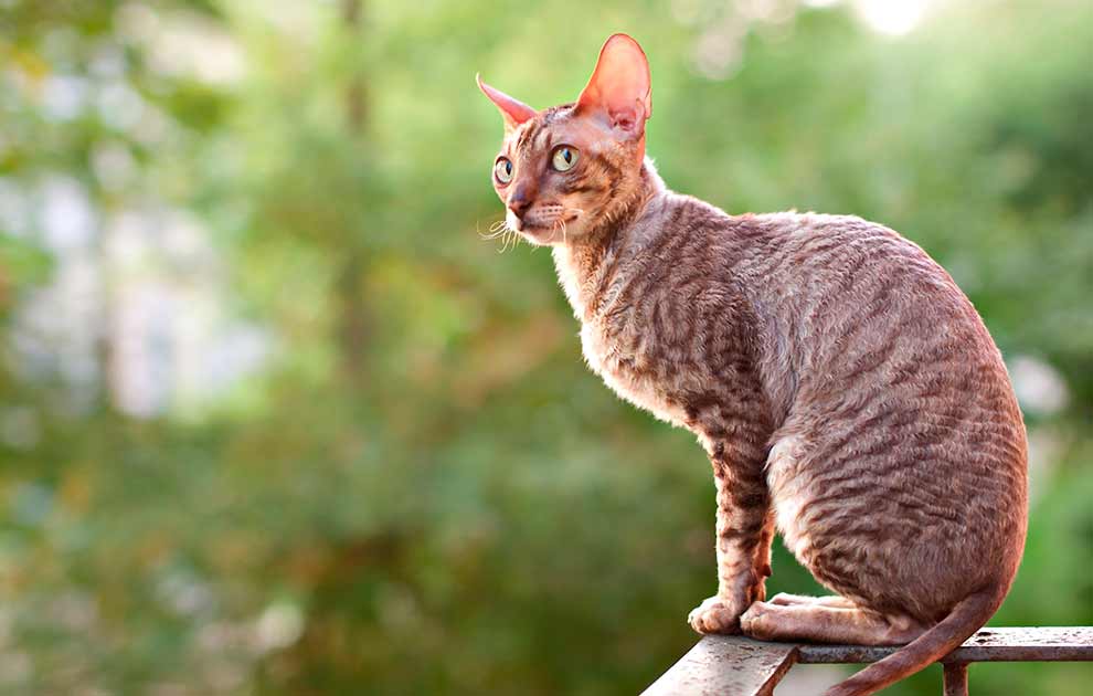 tilstødende velfærd Medicinsk malpractice Cornish Rex - Katte Racer - Dyrlægevagten