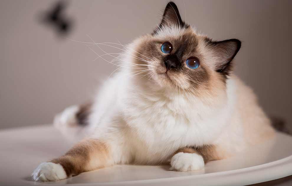 Den Hellige Birma Katte Racer Dyrl gevagten