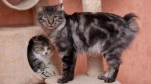 Kurilean Bobtail