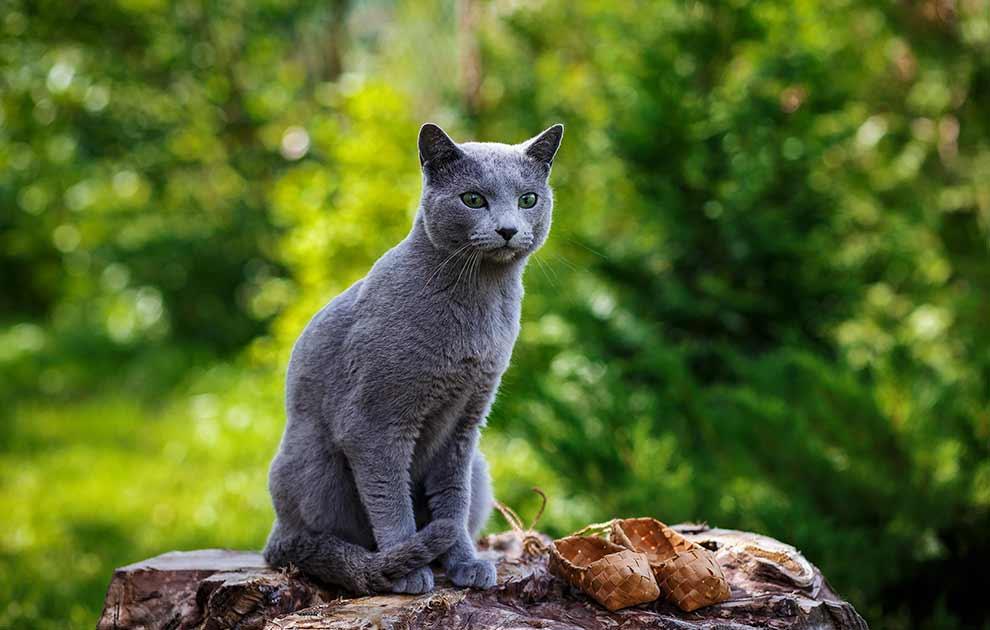 Foranderlig Det mus Russian Blue - Katte Racer - Dyrlægevagten