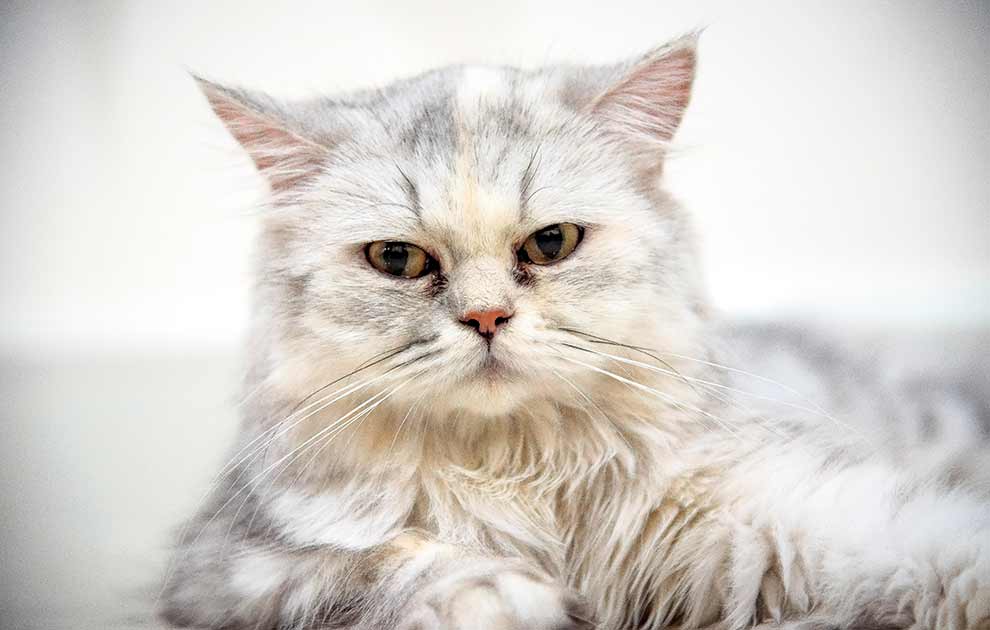 inaktive Fejl Addition Sølvkatten - Katte Racer - Dyrlægevagten