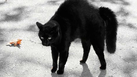 Fødselsbesvær Katte Fødsler