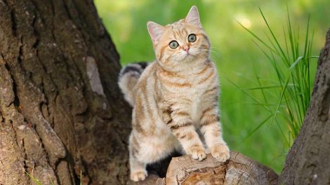 Hareskår Katte Fødsler