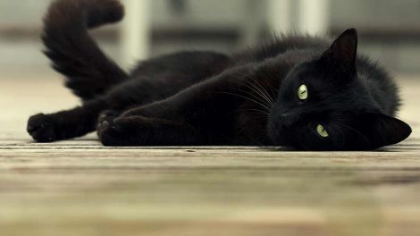 Hvor meget mælk drikker killinger Katte Fødsler