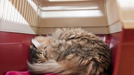 Inseminering af katte Katte Fødsler