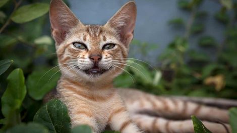 Kejsersnit Katte Fødsler