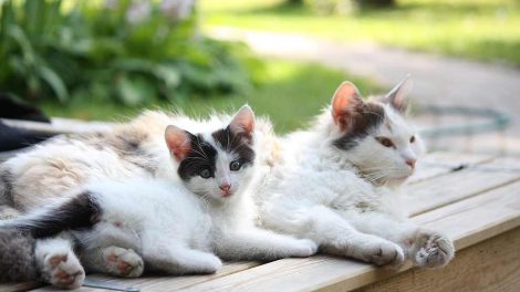 Kuldstørrelse Katte Fødsler