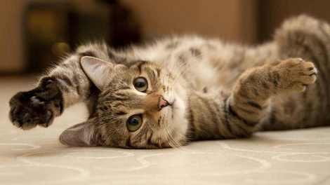 Livmoderfremfald Katte Fødsler