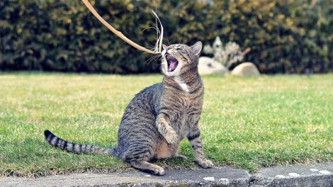 Nyfødte killinger Katte Fødsler