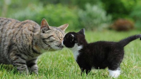 Blødninger Katte Førstehjælp