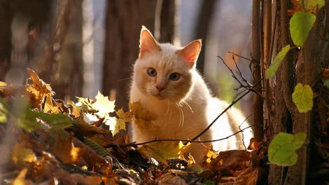 Dyrlæge kontrol Katte Førstehjælp