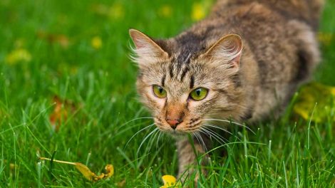 Forblødning Katte Førstehjælp