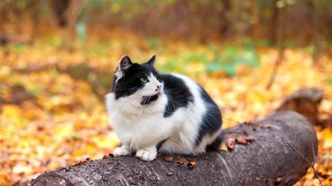 Forbrænding Katte Førstehjælp