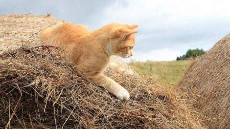 Forgiftninger Katte Førstehjælp