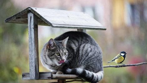 Gode råd for at undgå ulykker Katte Førstehjælp