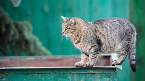 Hedeslag Katte Førstehjælp
