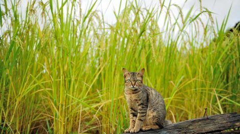 Hugormebid Katte Førstehjælp