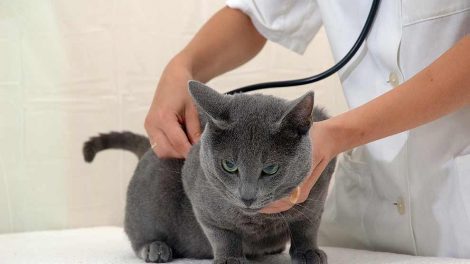 Insektstik Katte Førstehjælp