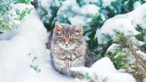 Kattens førstehjælpskasse Katte Førstehjælp