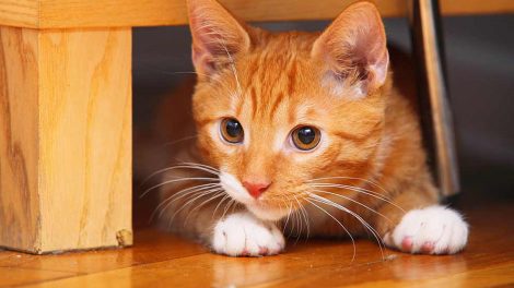 Kunstigt åndedræt og hjertemassage Katte Førstehjælp