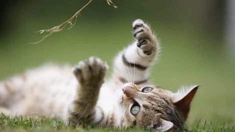 Næseblod Katte Førstehjælp