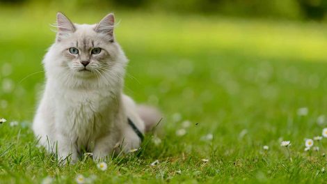 Plejestationer for vilde dyr Katte Førstehjælp