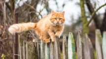 Skovflåter behandling Katte Førstehjælp