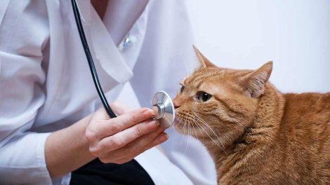 Transport af skadet dyr Katte Førstehjælp