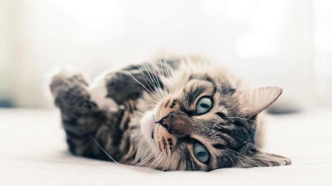 Tæger Katte Førstehjælp