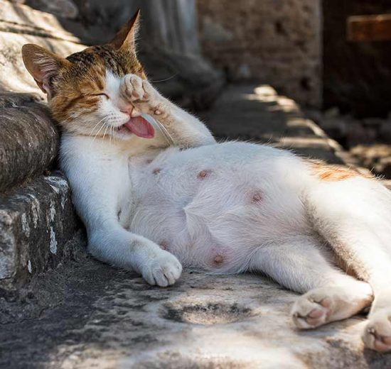 Baggårds katte Katte generelt