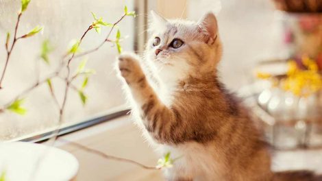 Biopsi Katte generelt