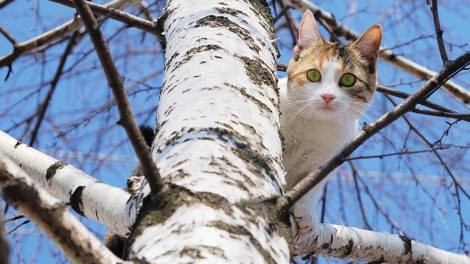 Brintoverilte Katte generelt